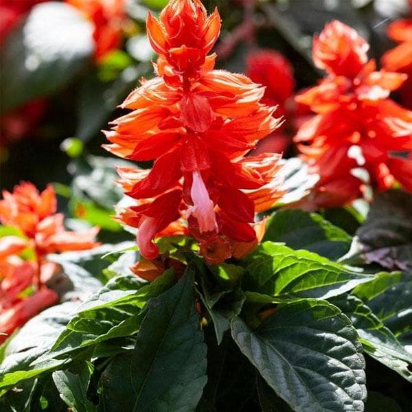Salvia Splendens Orange - Plant - Image 2