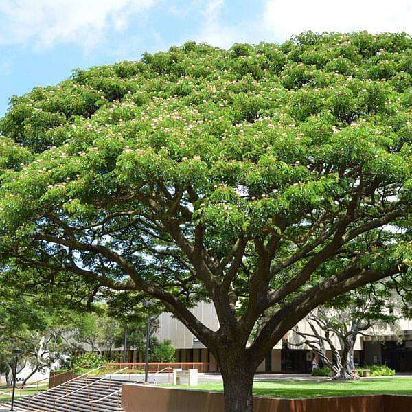 Samanea Saman, Albizia saman, Rain Tree - 0.5 kg Seeds - Image 2