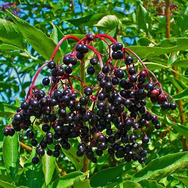 Sambucus Nigra, Elderberry, Black Elder - Plant