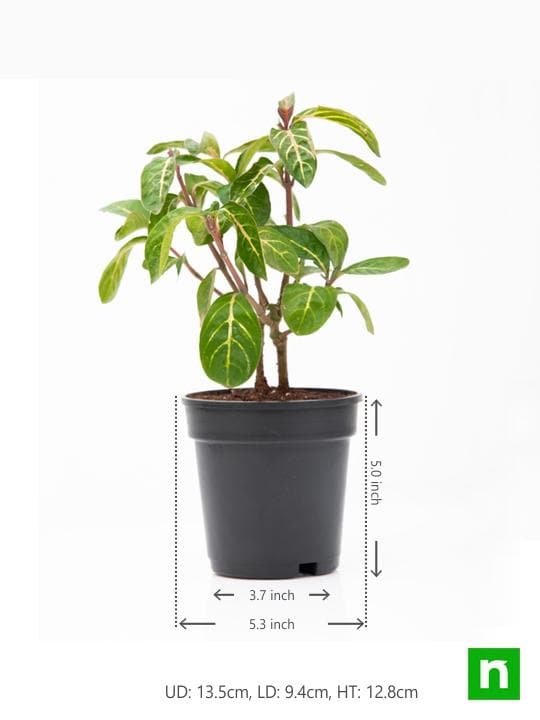 Sanchezia Nobilis, Tiger Plant, Aphelandra - Plant - Image 3