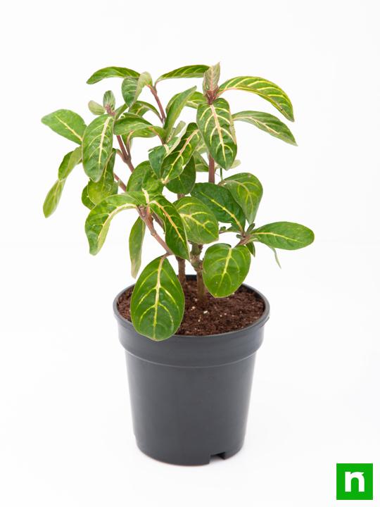 Sanchezia Nobilis, Tiger Plant, Aphelandra - Plant - Image 4