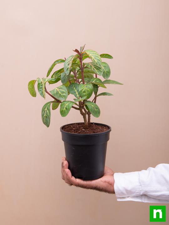 Sanchezia Nobilis, Tiger Plant, Aphelandra - Plant - Image 6