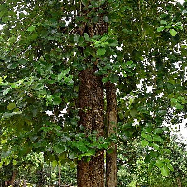 Sandal Wood Red, Chandan Red - 0.5 kg Seeds - Image 2