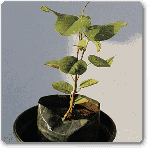 Sandal Wood Red, Tree of Ardra Nakshatra, Gemini or Mithun Rashi - Plant