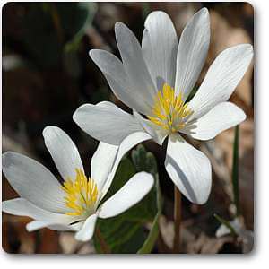 Sanguanaria canadensis - Plant