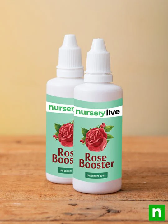 Rose Booster - 50 ml (Set of 2) - Image 2
