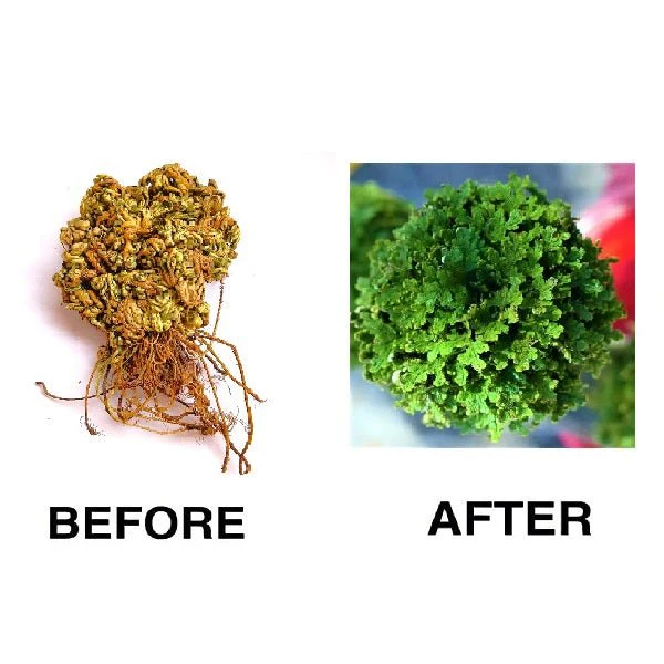 Sanjeevani, Selaginella - Plant - Image 3