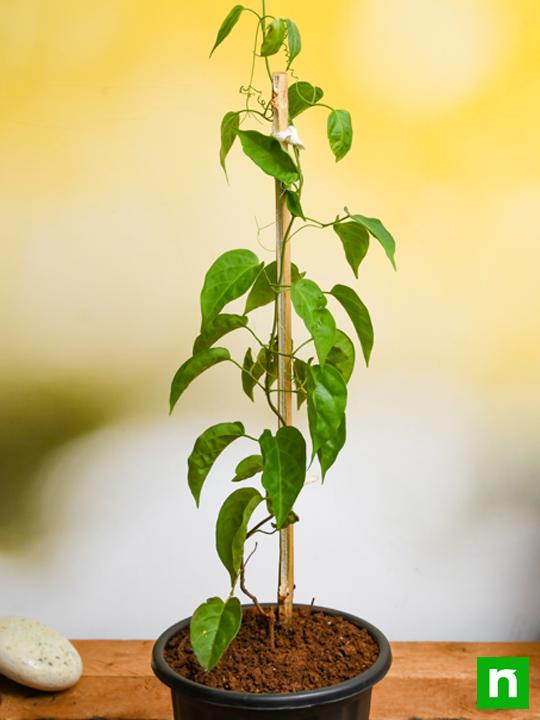 Sankrant Vel, Flame Vine - Plant - Image 2