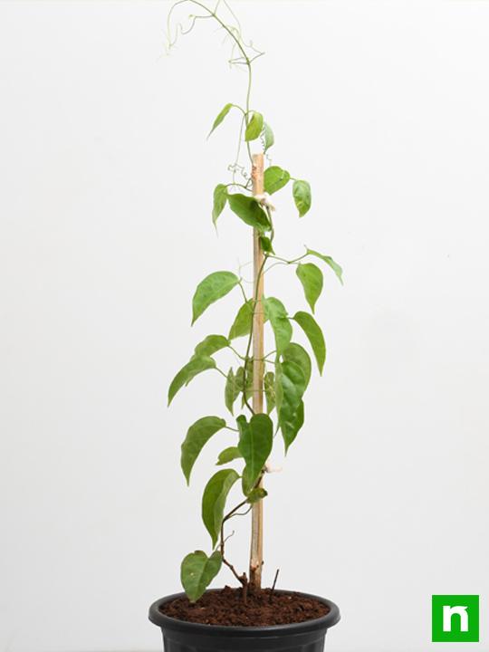 Sankrant Vel, Flame Vine - Plant - Image 3