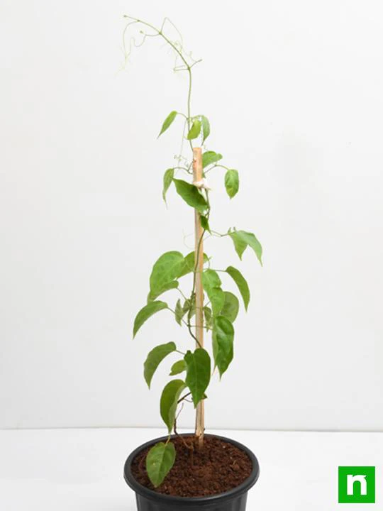 Sankrant Vel, Flame Vine - Plant - Image 4
