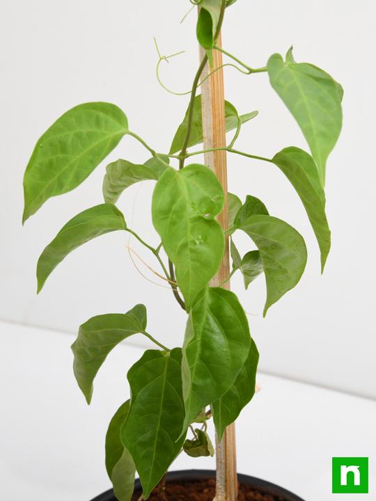 Sankrant Vel, Flame Vine - Plant - Image 5