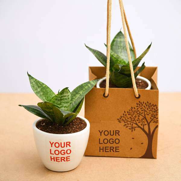 Sansevieria Plant in Ceramic Pot - Corporate Gift (set of 30) - Image 2