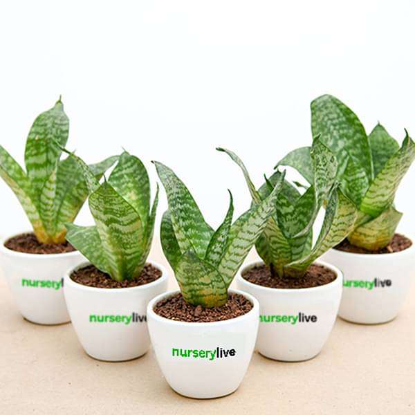 Sansevieria Plant in Ceramic Pot - Corporate Gift (set of 30) - Image 3