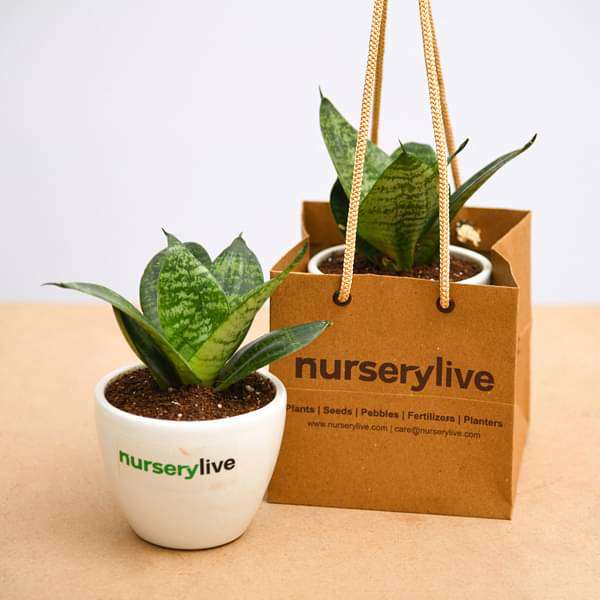 Sansevieria Plant in Ceramic Pot - Corporate Gift (set of 30) - Image 4