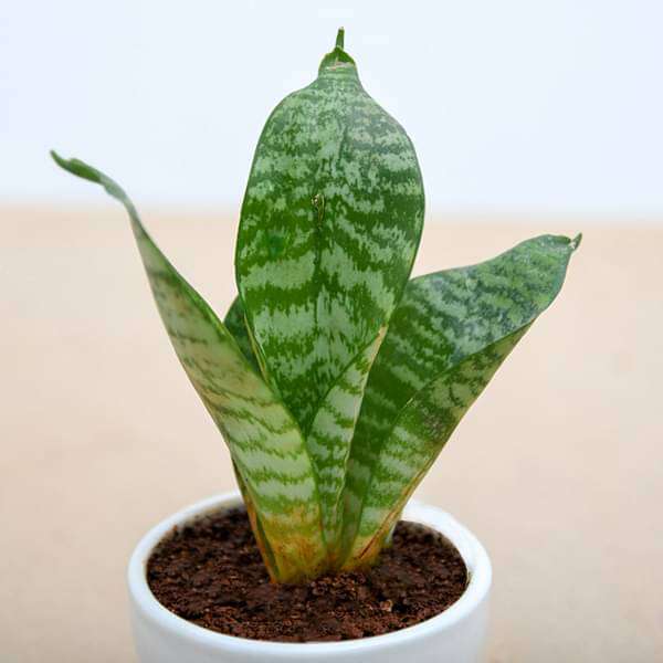 Sansevieria Plant in Ceramic Pot - Corporate Gift (set of 30) - Image 5