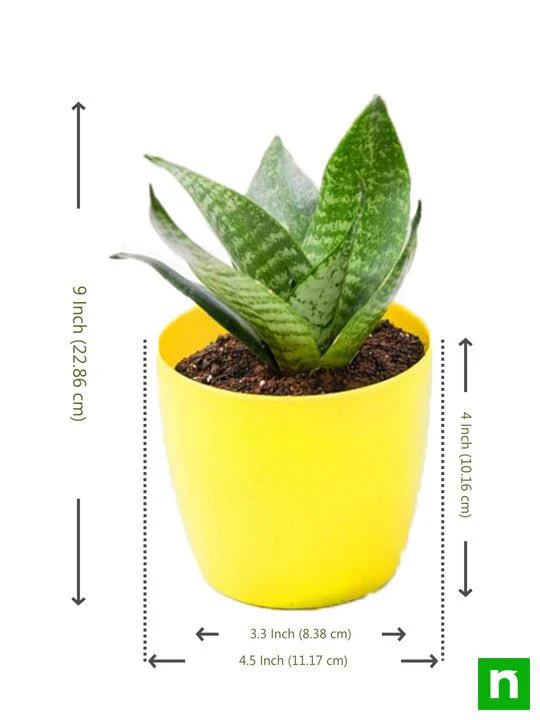 Sansevieria trifasciata Hahnii, Snake Plant - Plant - Image 3