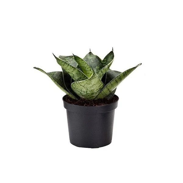 Sansevieria trifasciata Hahnii, Snake Plant - Plant - Image 4
