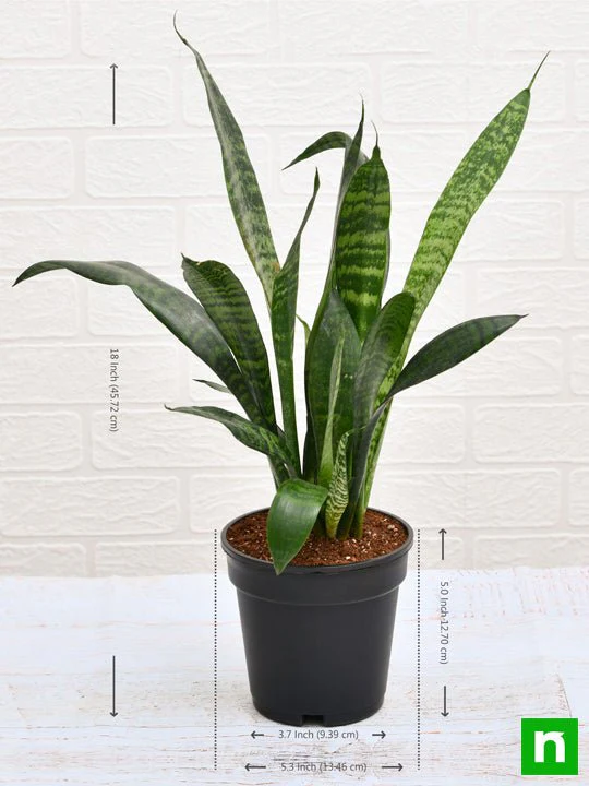 Snake Plant, Sansevieria trifasciata, Sansevieria zeylanica - Plant - Image 3