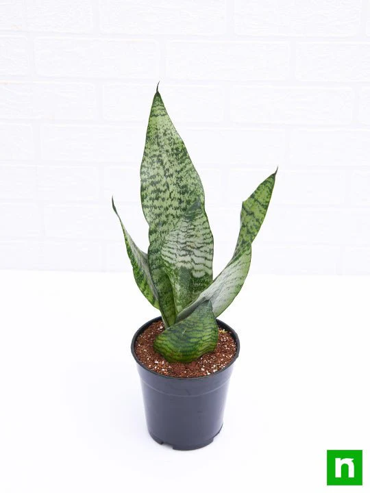 Snake Plant, Sansevieria trifasciata, Sansevieria zeylanica - Plant - Image 4