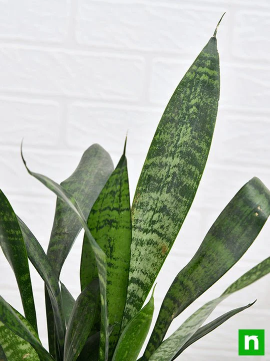 Snake Plant, Sansevieria trifasciata, Sansevieria zeylanica - Plant - Image 5