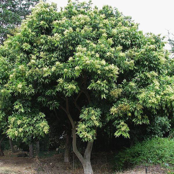 Sapindus Marginatus, Soap Nut - 0.5 kg Seeds - Image 2