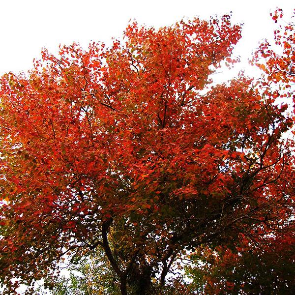 Sapium Sebiferum, Chicken Tree - 0.5 kg Seeds - Image 2