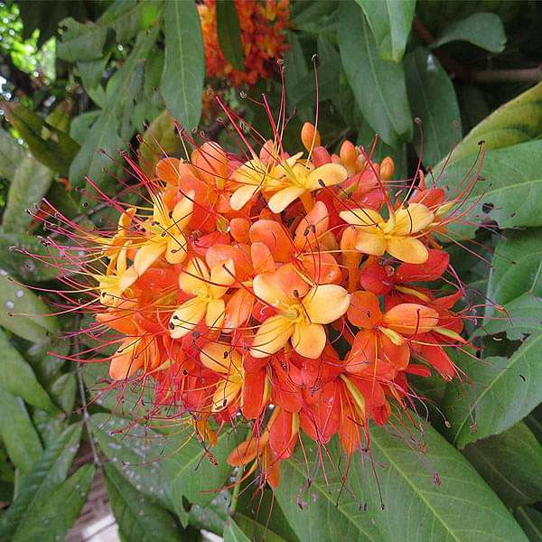 Saraca Asoca, Sita Ashok, Ashoka Tree - Plant