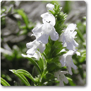 Satureja spp. - Plant