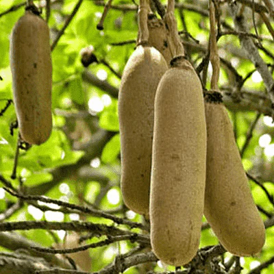 Sausage Tree, Kigelia Pinnata - Plant