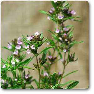 Savory - Plant