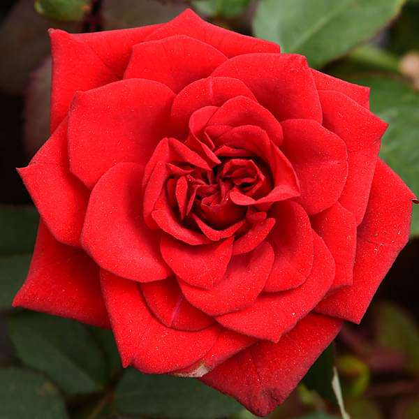 Scented rose (Any Variety, Any Color) - Plant - Image 2
