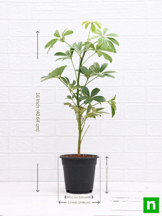 Schefflera - Plant - Image 3