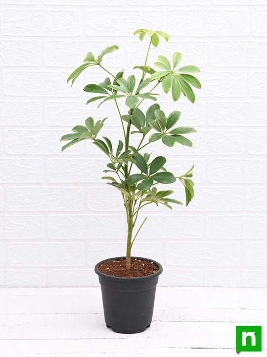 Schefflera - Plant - Image 4