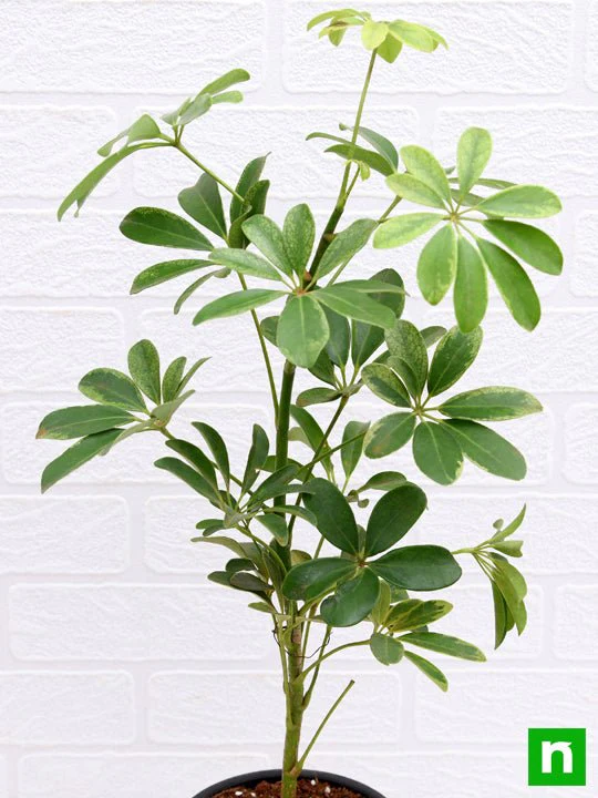 Schefflera - Plant - Image 5