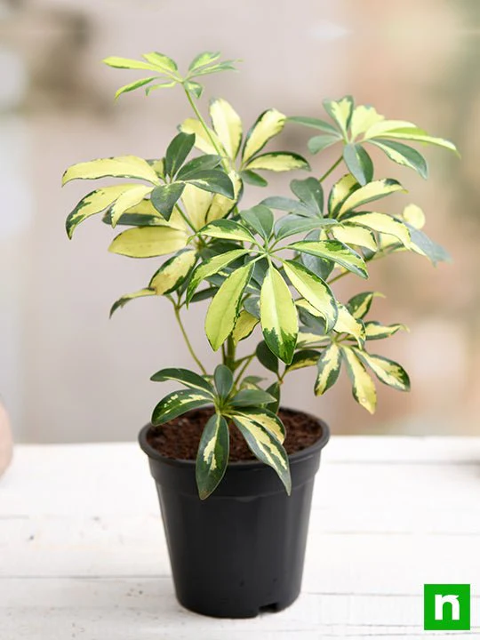 Schefflera Variegated - Plant - Image 2