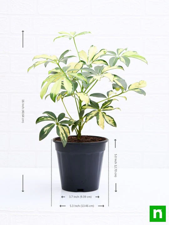 Schefflera Variegated - Plant - Image 3