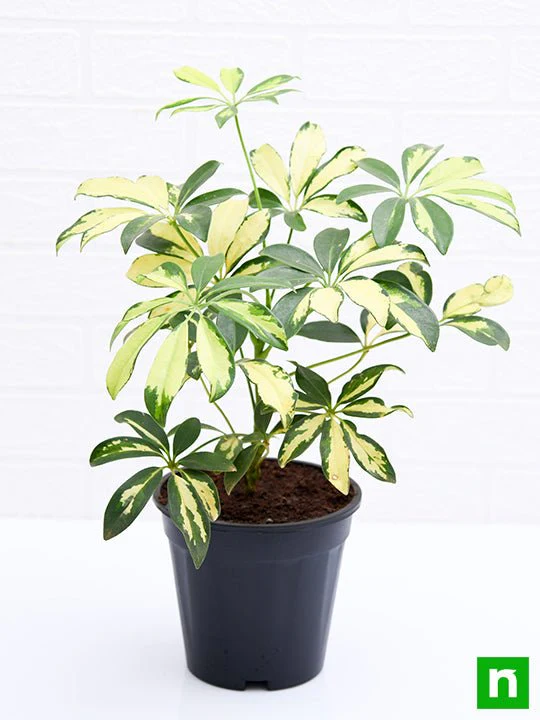 Schefflera Variegated - Plant - Image 4