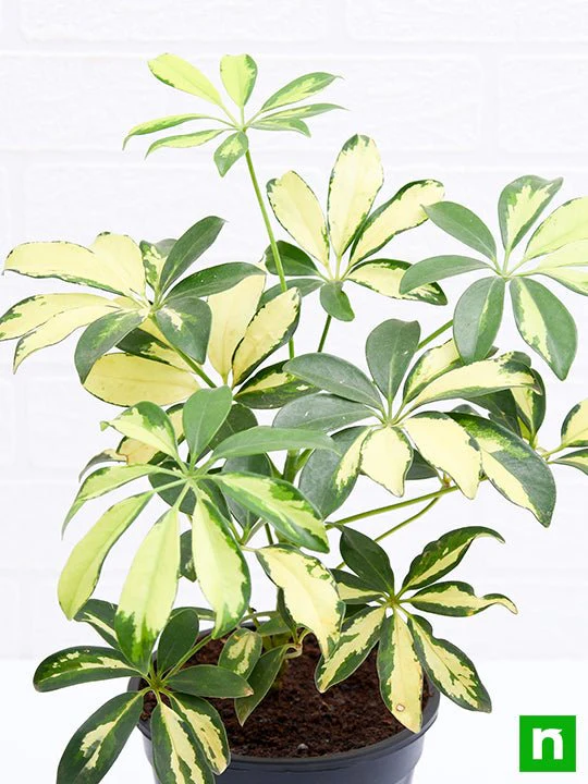 Schefflera Variegated - Plant - Image 5