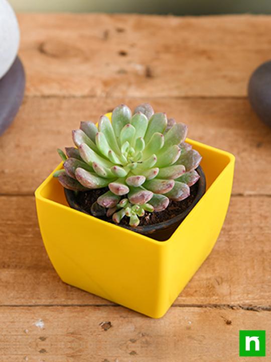 Sedeveria Pink - Succulent Plant - Image 2