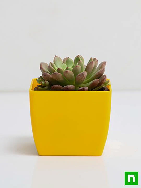 Sedeveria Pink - Succulent Plant - Image 3