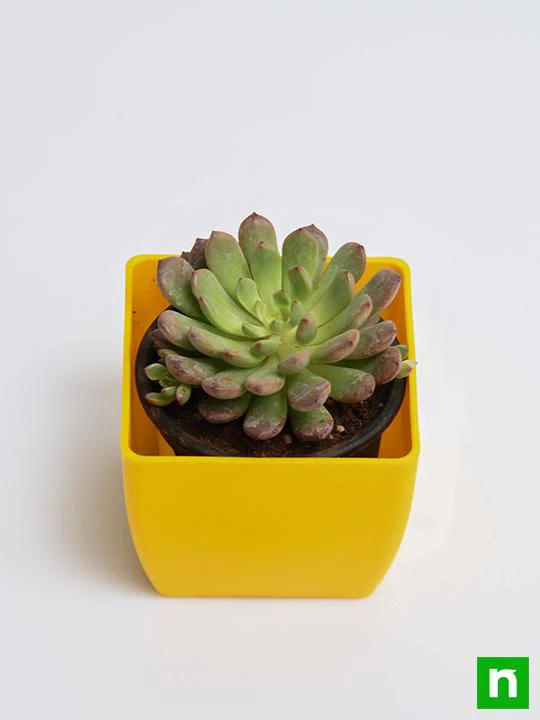 Sedeveria Pink - Succulent Plant - Image 4
