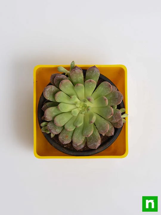 Sedeveria Pink - Succulent Plant - Image 5