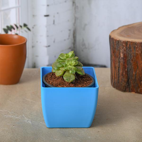 Sedeveria Rolly - Succulent Plant
