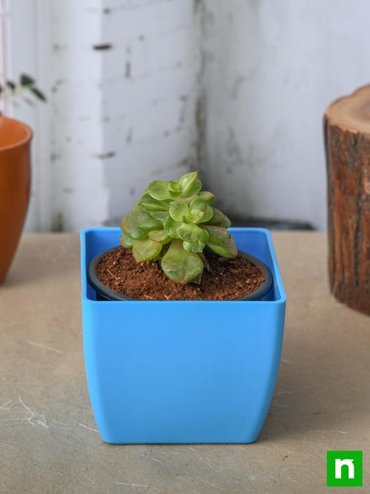 Sedeveria Rolly - Succulent Plant - Image 2
