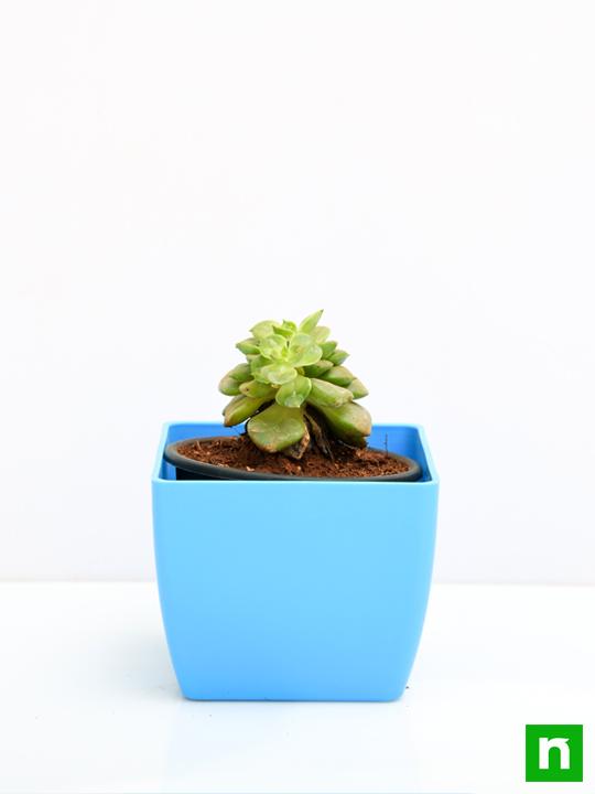 Sedeveria Rolly - Succulent Plant - Image 3