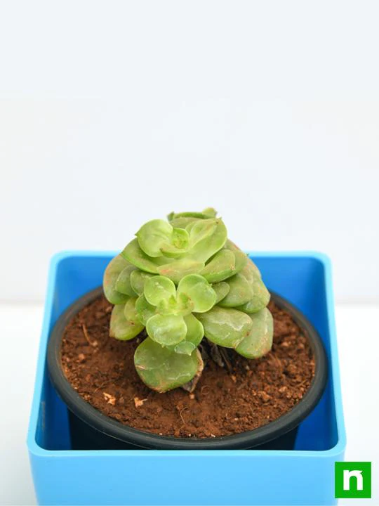 Sedeveria Rolly - Succulent Plant - Image 5