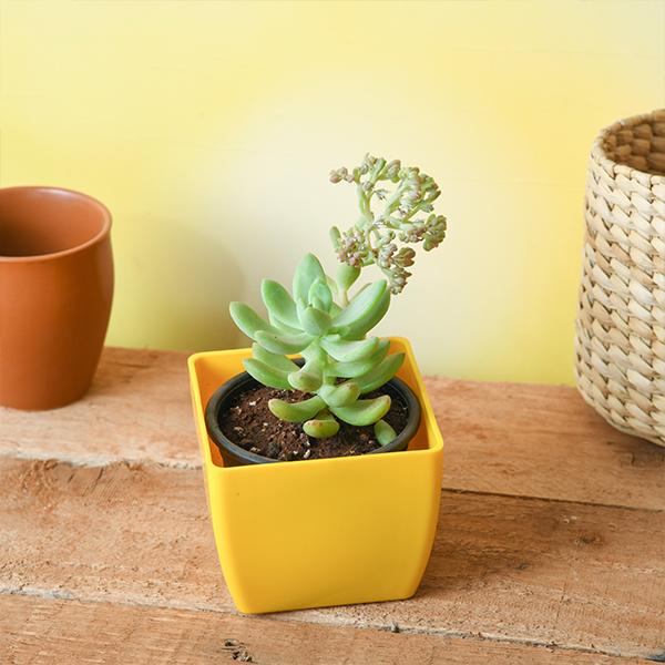 Sedum adolphii - Succulent Plant