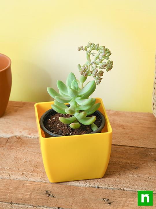 Sedum adolphii - Succulent Plant - Image 2