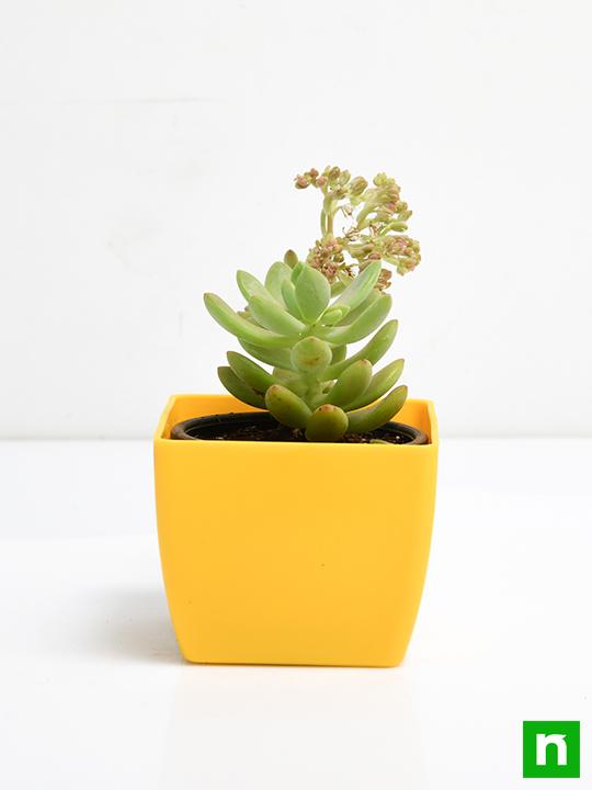 Sedum adolphii - Succulent Plant - Image 3