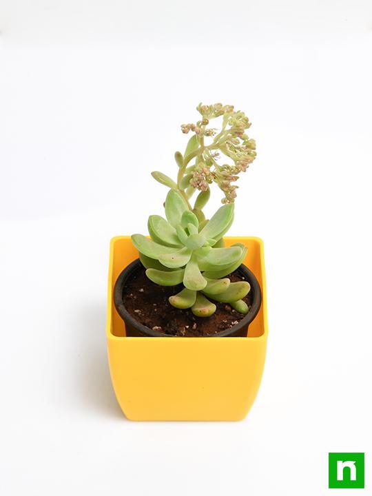 Sedum adolphii - Succulent Plant - Image 4
